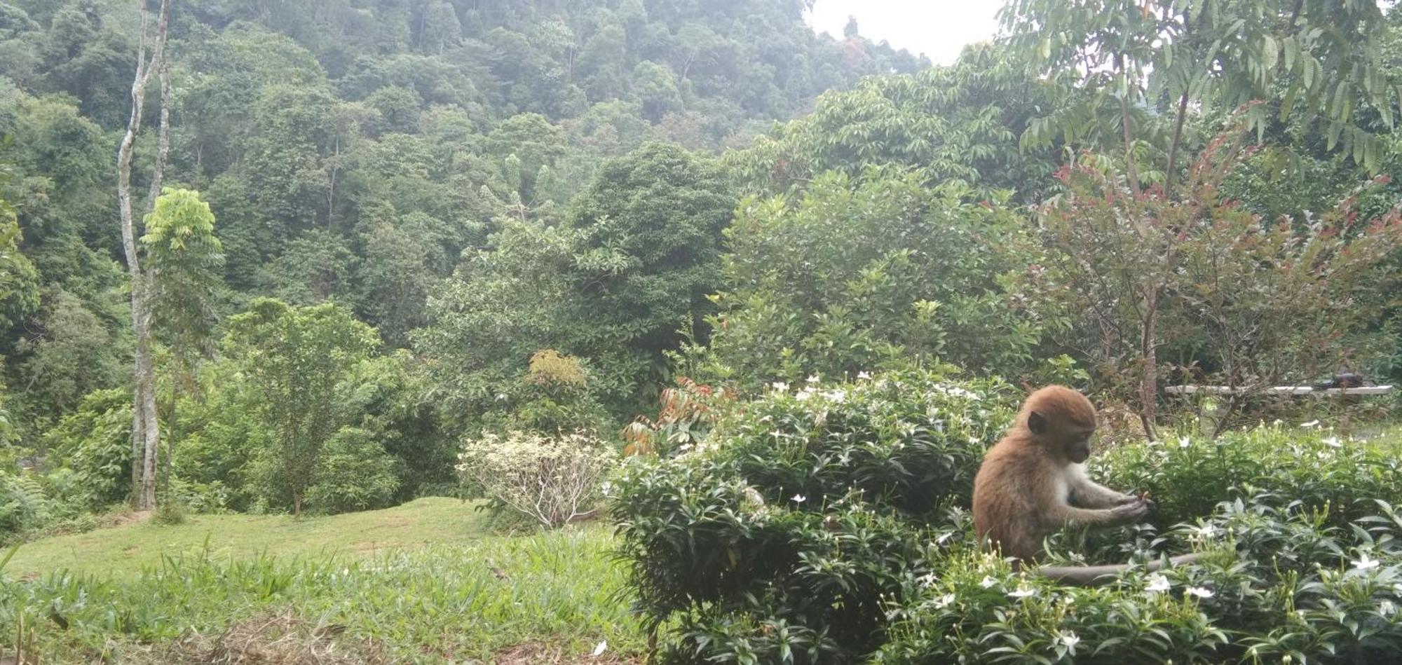 Green Forest Tangkahan Ngoại thất bức ảnh