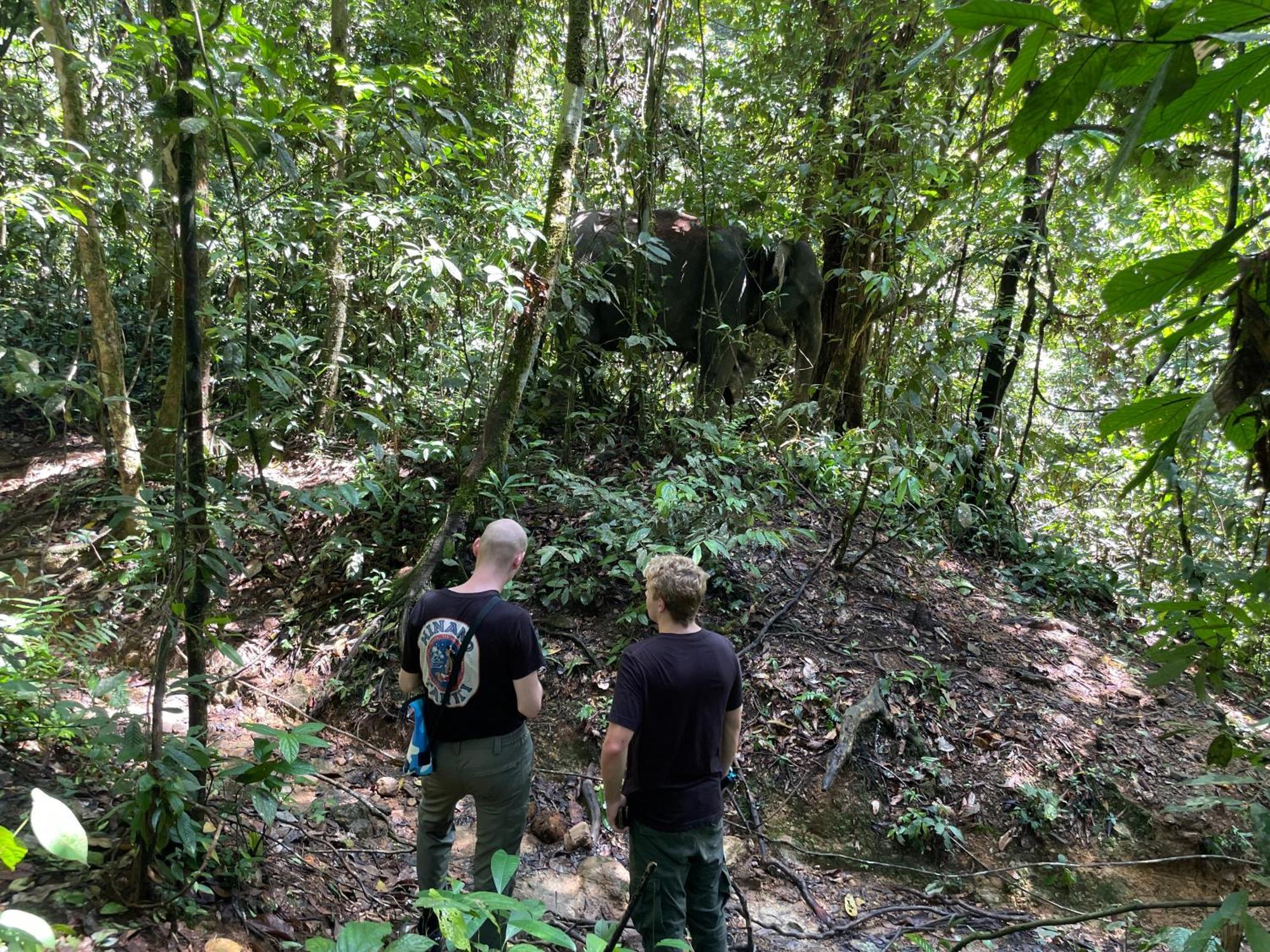 Green Forest Tangkahan Ngoại thất bức ảnh