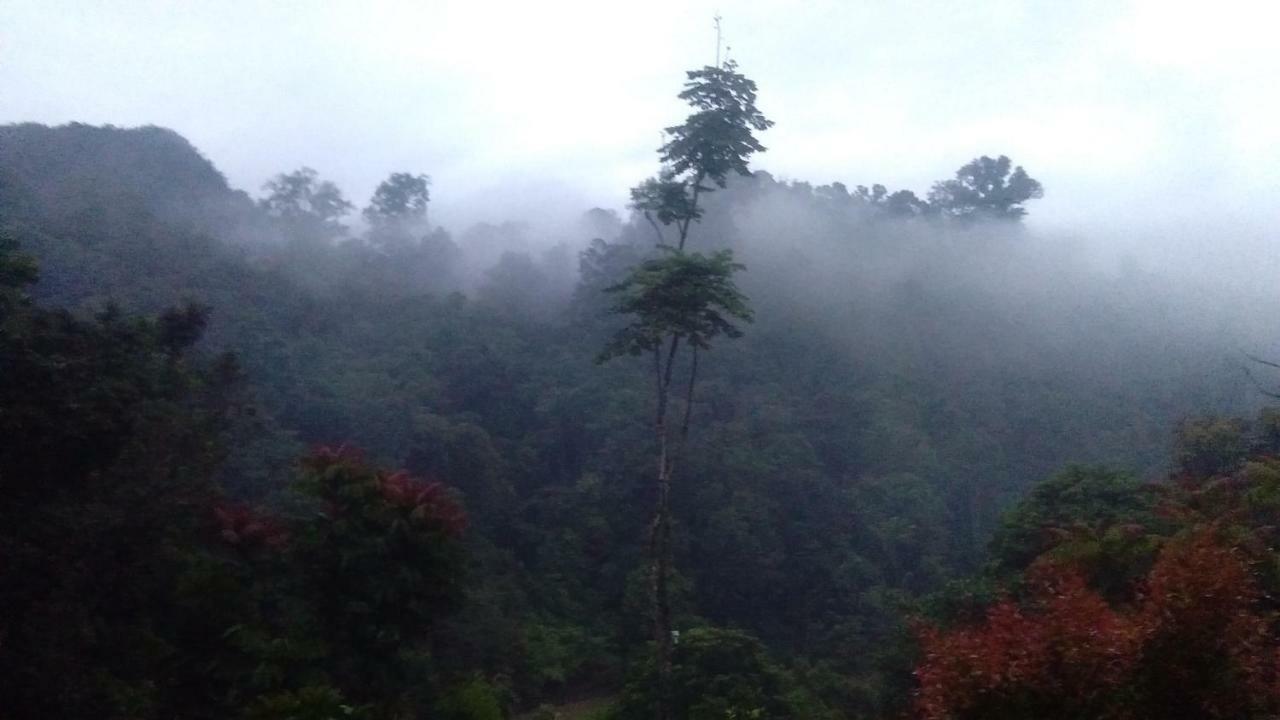 Green Forest Tangkahan Ngoại thất bức ảnh