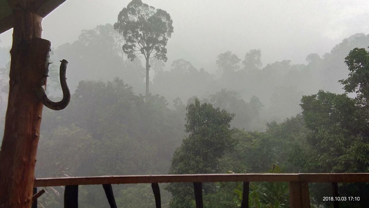 Green Forest Tangkahan Ngoại thất bức ảnh