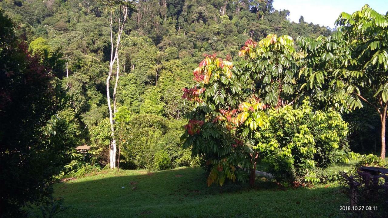 Green Forest Tangkahan Ngoại thất bức ảnh